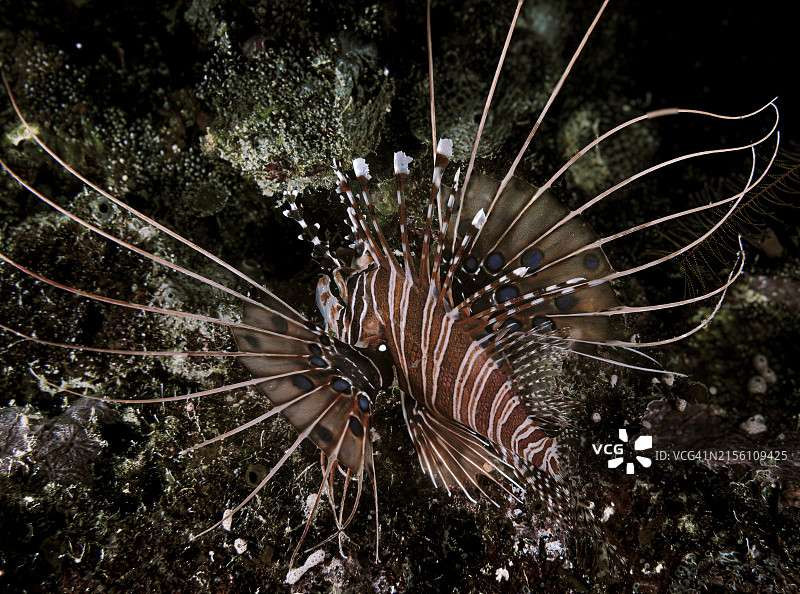 夜晚珊瑚礁上的狮子鱼图片素材