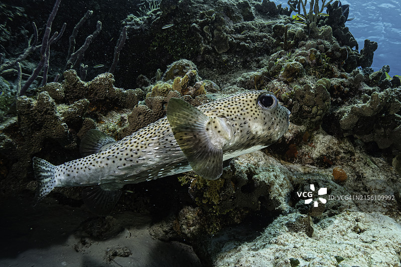 珊瑚礁沙地上游动的刺豚鱼图片素材