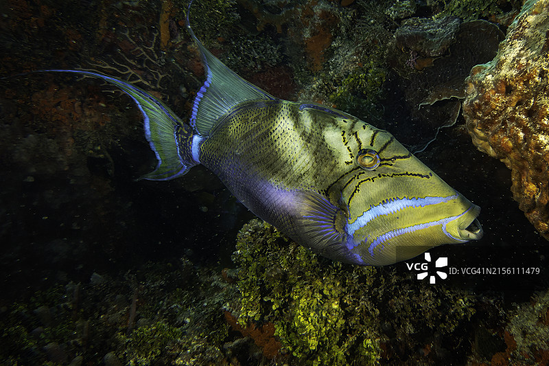 珊瑚礁上游动的扳机鱼图片素材