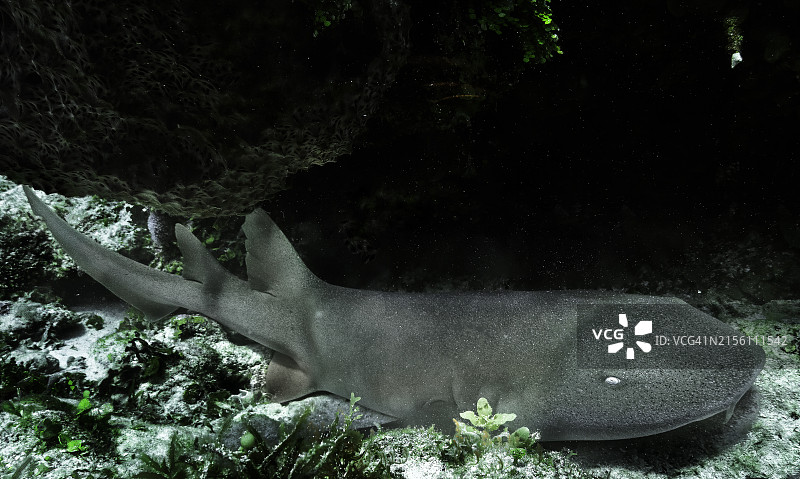 加勒比海海底的护士鲨图片素材
