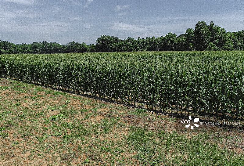 农田农业无人机视角图片素材