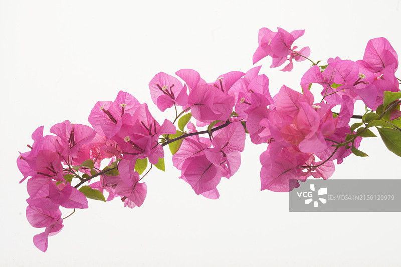 叶子花属图片素材