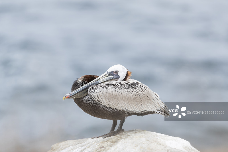 拉霍亚海湾的褐鹈鹕图片素材