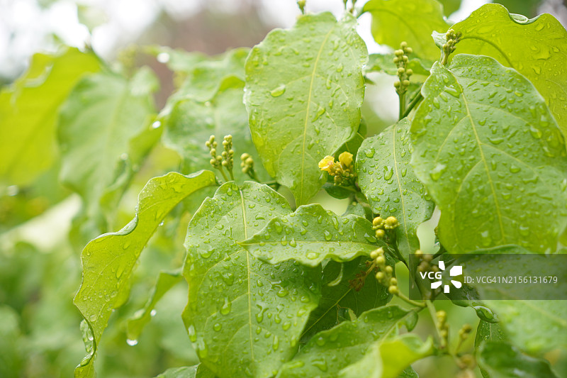 橙色花生酱果树在花园中盛开图片素材