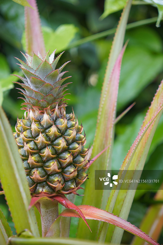 自然背景下的菠萝树结果实景象图片素材