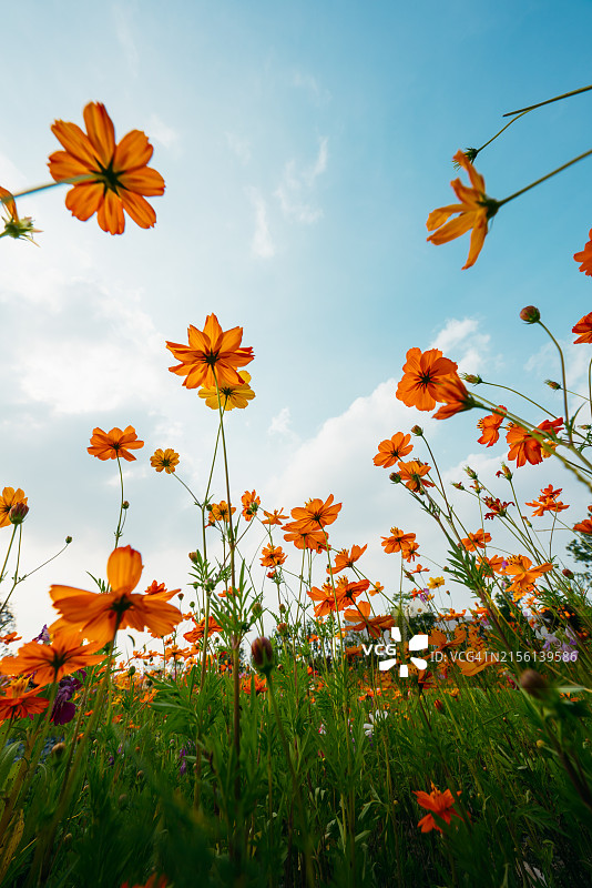 仰望美丽的波斯菊花图片素材