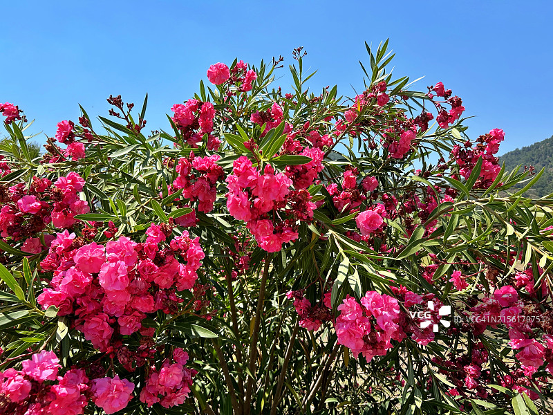夹竹桃花图片素材