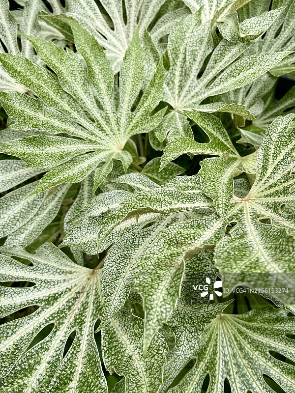 八角金盘叶子特写图片素材