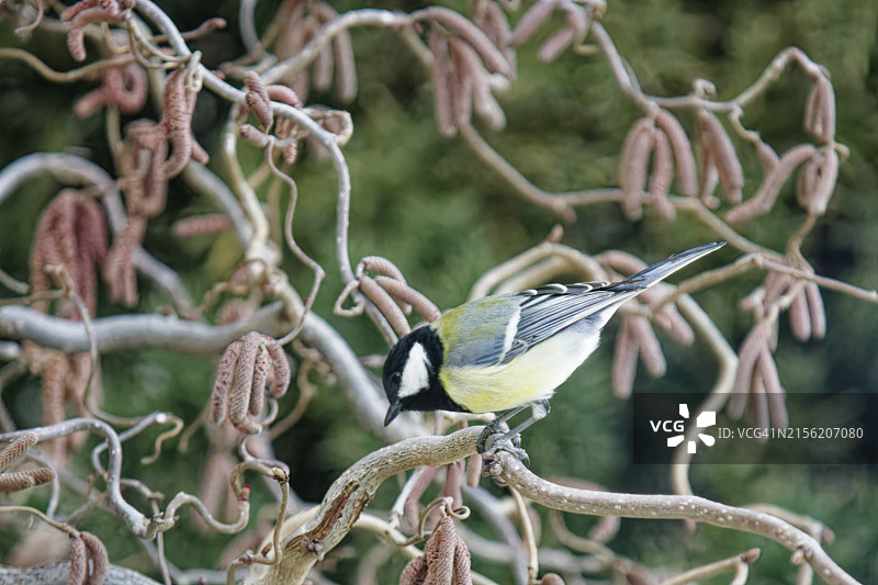山雀栖息于榛树图片素材