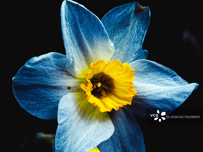 黄玫瑰的特写图片素材