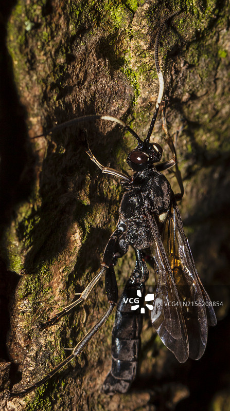 树上的昆虫特写图片素材