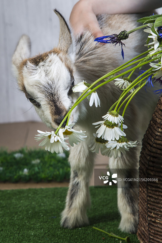 在田野里喂兔子的下半身图片素材