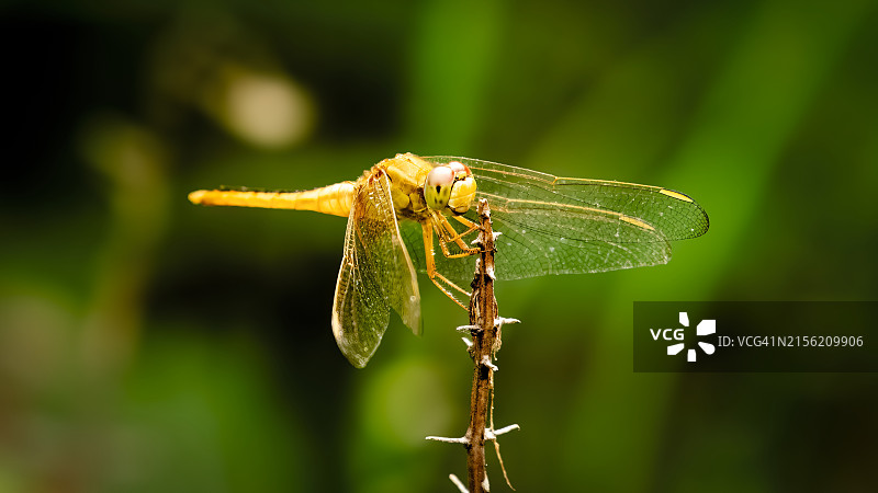蜻蜓在植物上的特写图片素材