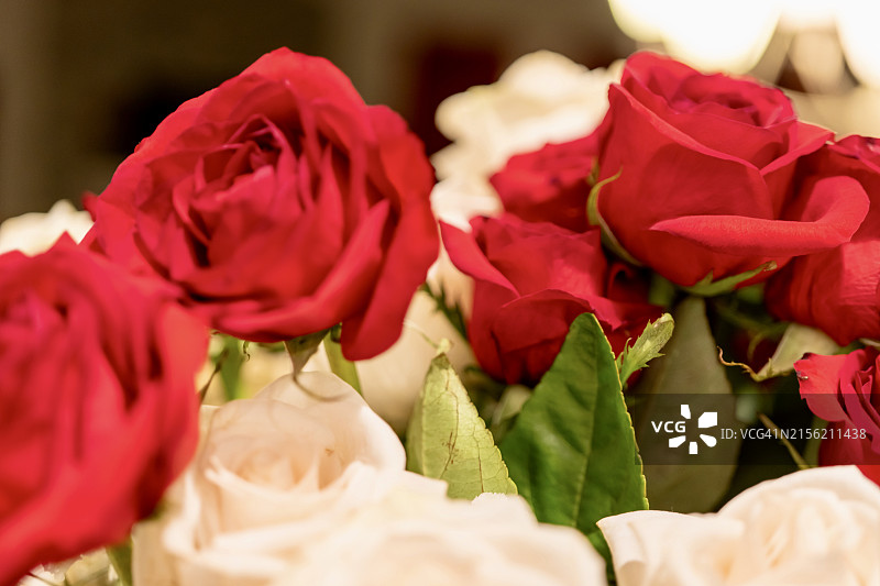 玫瑰花特写，伊利诺伊州芝加哥，美国图片素材