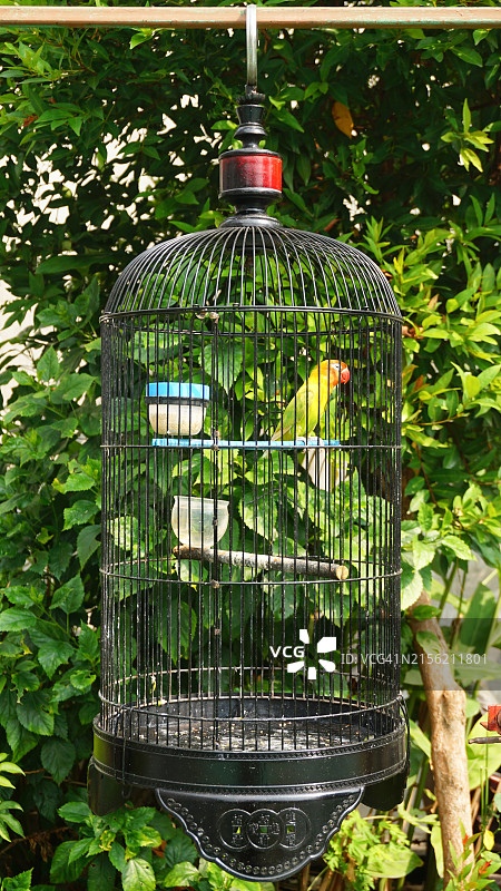 鸟笼中的牡丹鹦鹉壁纸图片素材