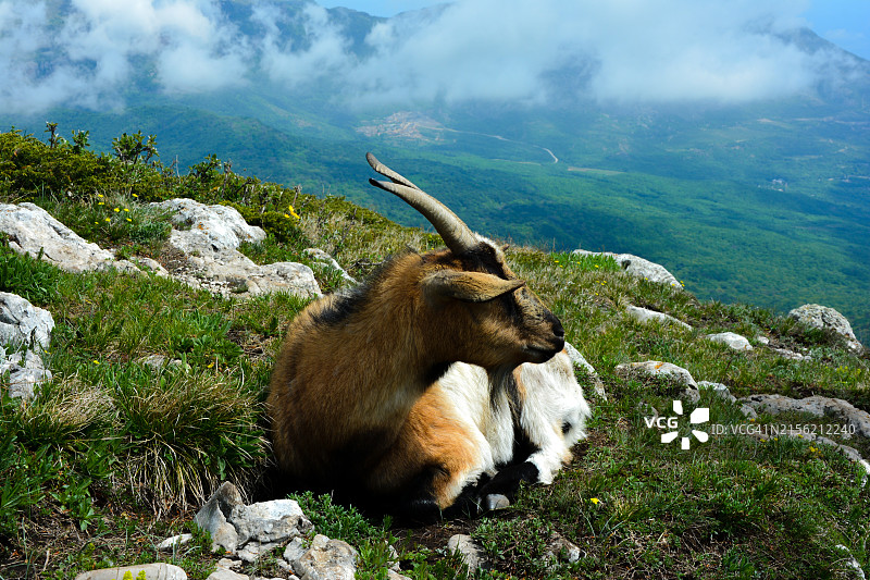 山羊的高角度照片图片素材