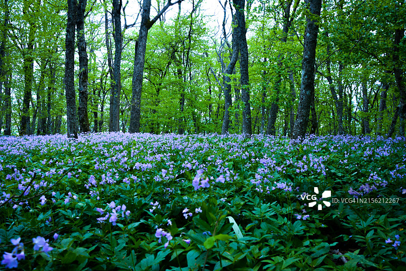 森林中的鲜花植物景观图片素材