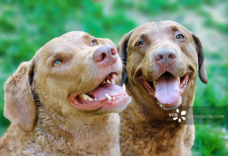 狗的特写：美国北卡罗来纳州教堂山图片素材