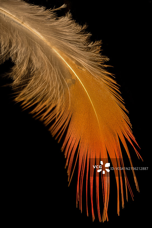 黑色背景上的羽毛特写图片素材