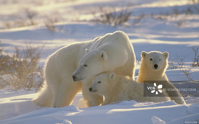 阿拉斯加的北极熊图片素材