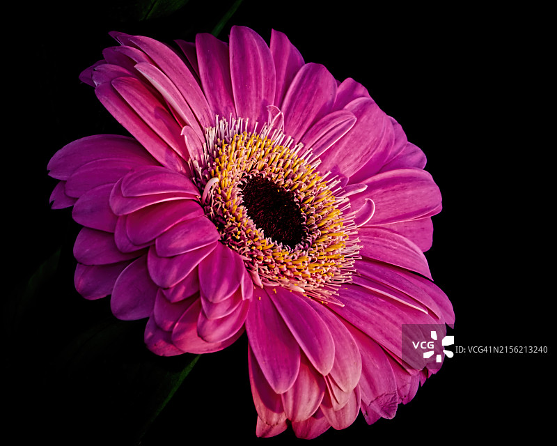 粉色花朵的特写图片素材