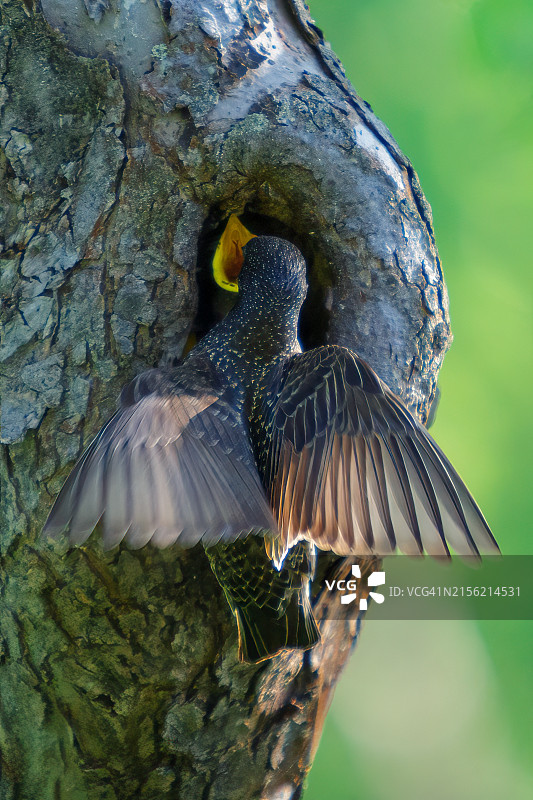 鸣禽栖息在树上的特写图片素材