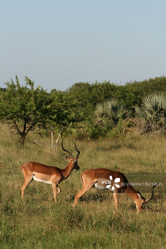 站在田野上的鹿的侧视图图片素材