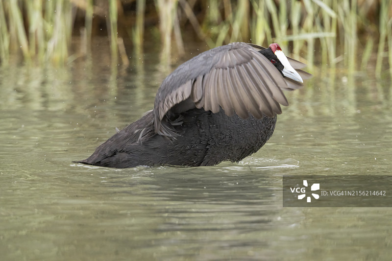 湖中黑水鸡特写图片素材