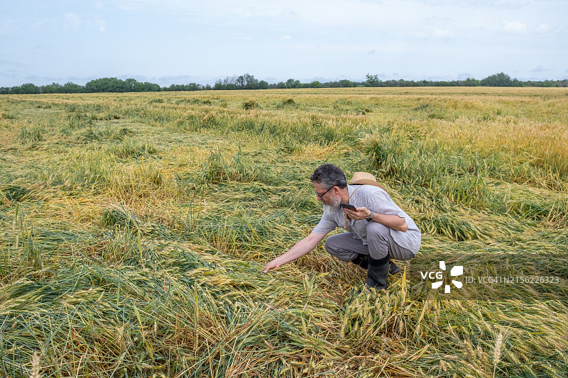 一位绝望的白胡子农民站在大麦田中央，勘察暴风雨造成的损失图片素材