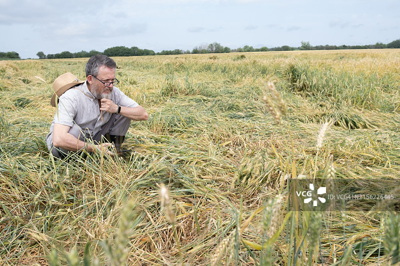 一位绝望的白胡子农民站在大麦田中央，勘察暴风雨造成的损失图片素材
