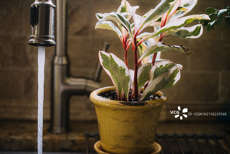 在厨房水槽中给椒草“吉尼”浇水图片素材