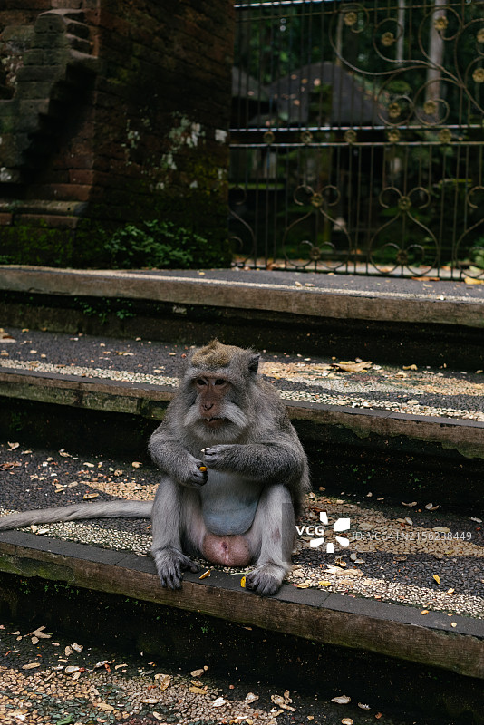 猴子休息图片素材