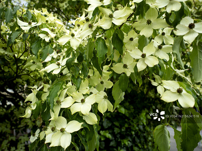 开花的山茱萸图片素材
