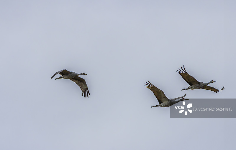 索维岛上空飞行的加拿大鹤图片素材