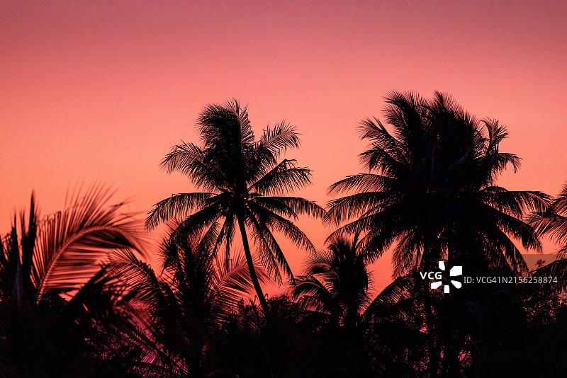 澳大利亚西澳大利亚州布鲁姆的日落剪影棕榈树图片素材