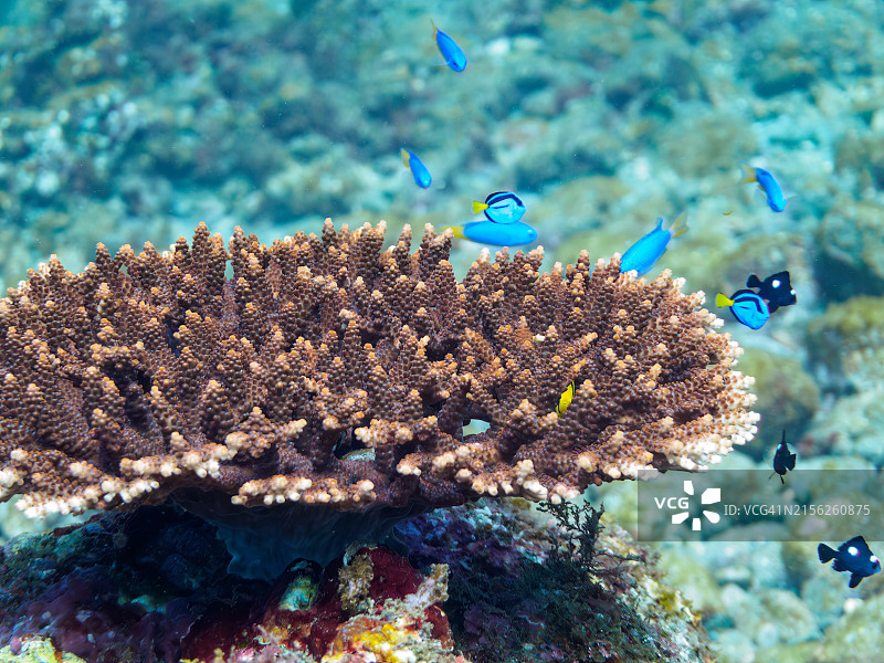 美丽的桌面珊瑚和可爱的幼鱼群图片素材