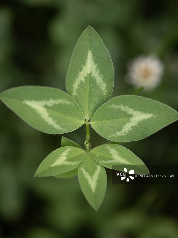 时尚的四叶草图片素材