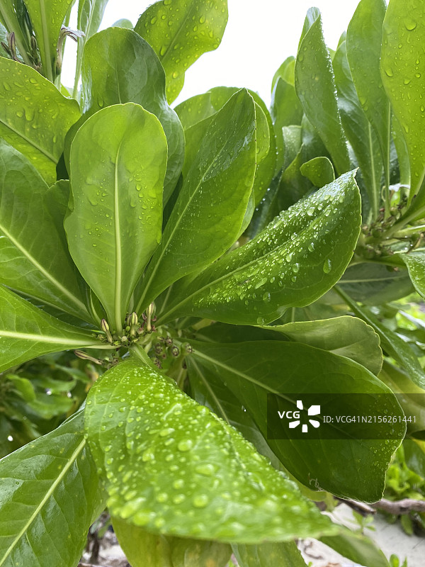 季风雨后树叶上的雨滴图片素材