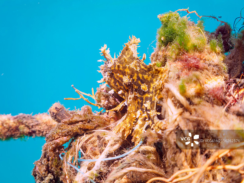 漂浮在水面的神秘躄鱼幼鱼图片素材