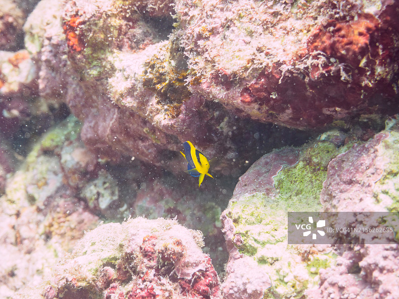 双色刺尻鱼及其他鱼类，日本静冈县伊豆半岛图片素材