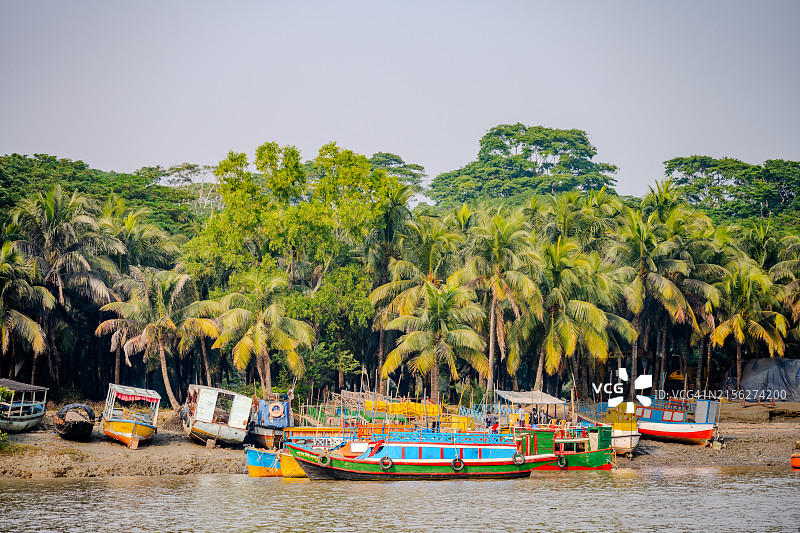 孟加拉国库尔纳蒙拉棕榈树林旁的彩色渔船图片素材