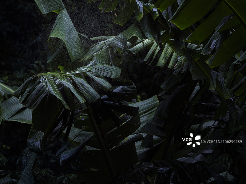 热带暴雨中的植物特写图片素材