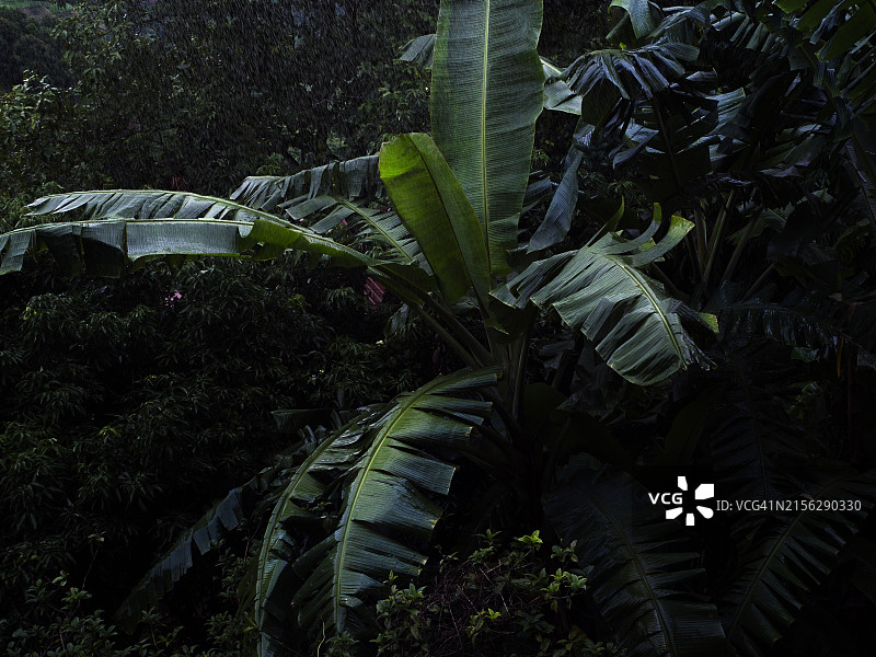 热带暴雨中的植物特写图片素材