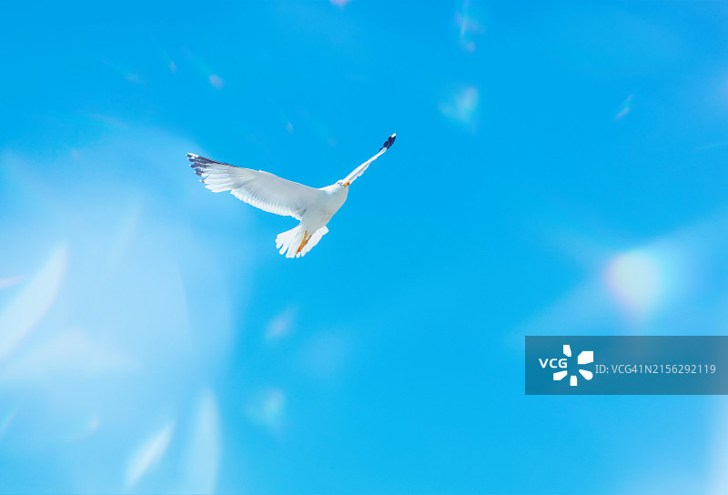 海鸥在空中飞翔图片素材