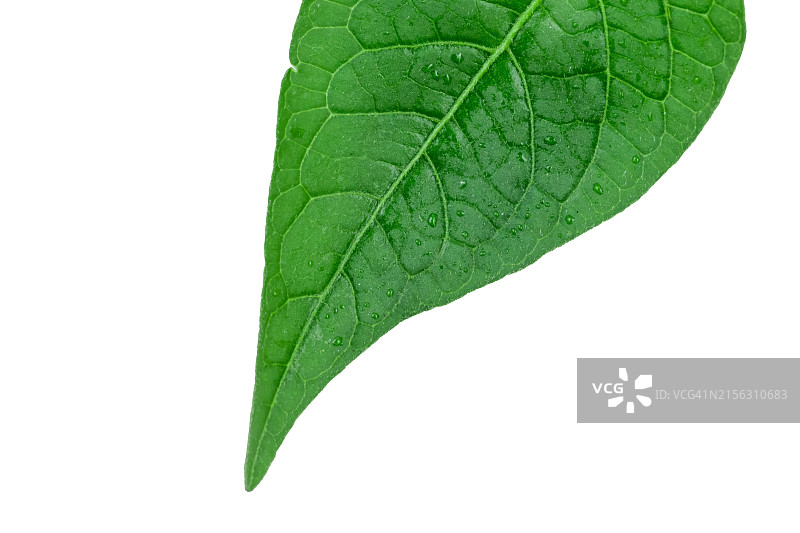 微距摄影：植物叶子图片素材