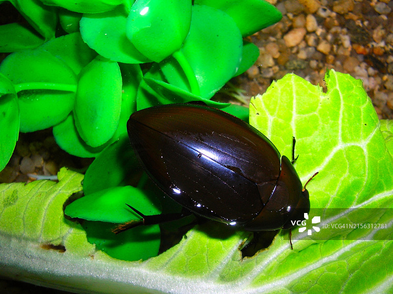 韩国水金龟图片素材