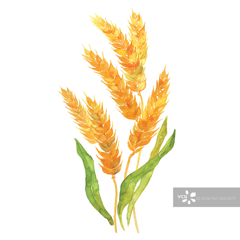 微型大麦图片素材