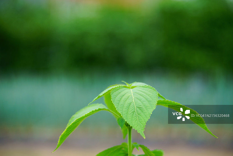 紫苏籽、紫苏叶图片素材