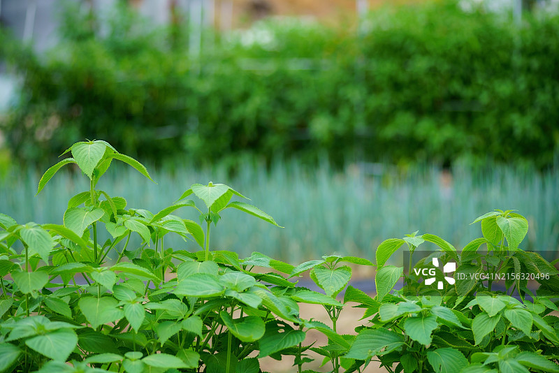 紫苏籽、紫苏叶图片素材