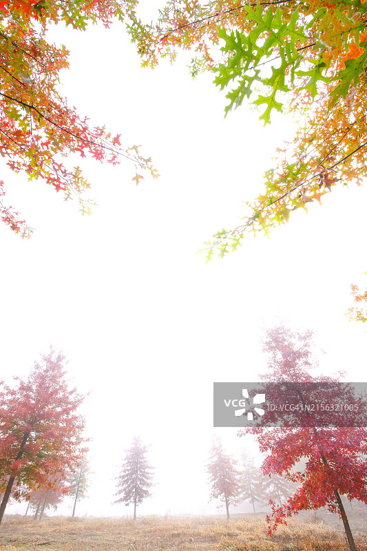 忠清北道槐山郡的秋叶图片素材